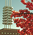 Photo: Pink Flowering tree with Wang Center in the background