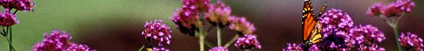 Photo of flowers and a butterfly