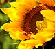 Summer Session sunflower
