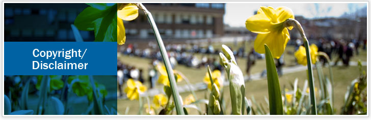 about stony brook title bar and photo of flowering tree on campus