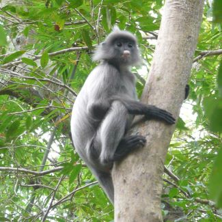Primate resting on a tree trunk in Phu Khieo WS Thailand