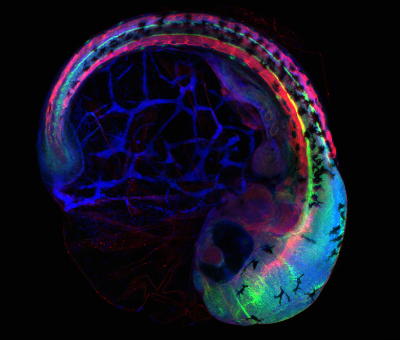 image of a fluorescently imaged zebra fish