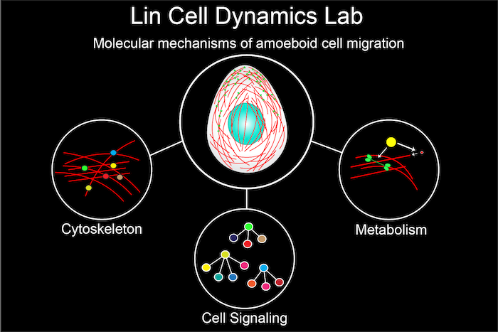 Cell dynamics and motility