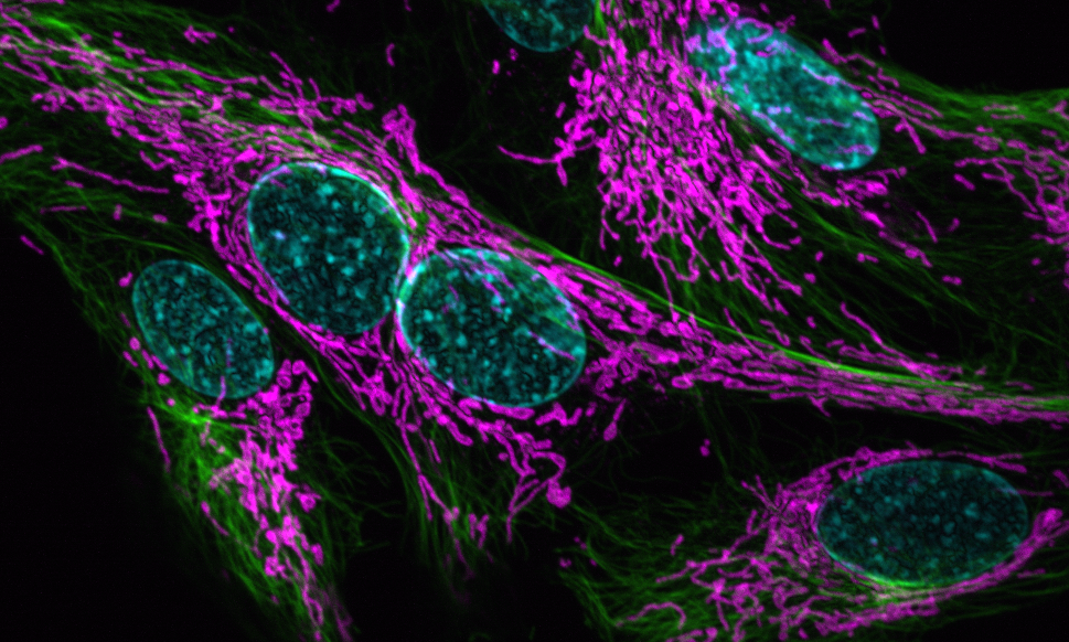 Intracellular transport; organelle inheritance and dynamics; biophysical properties of the cytoplasm