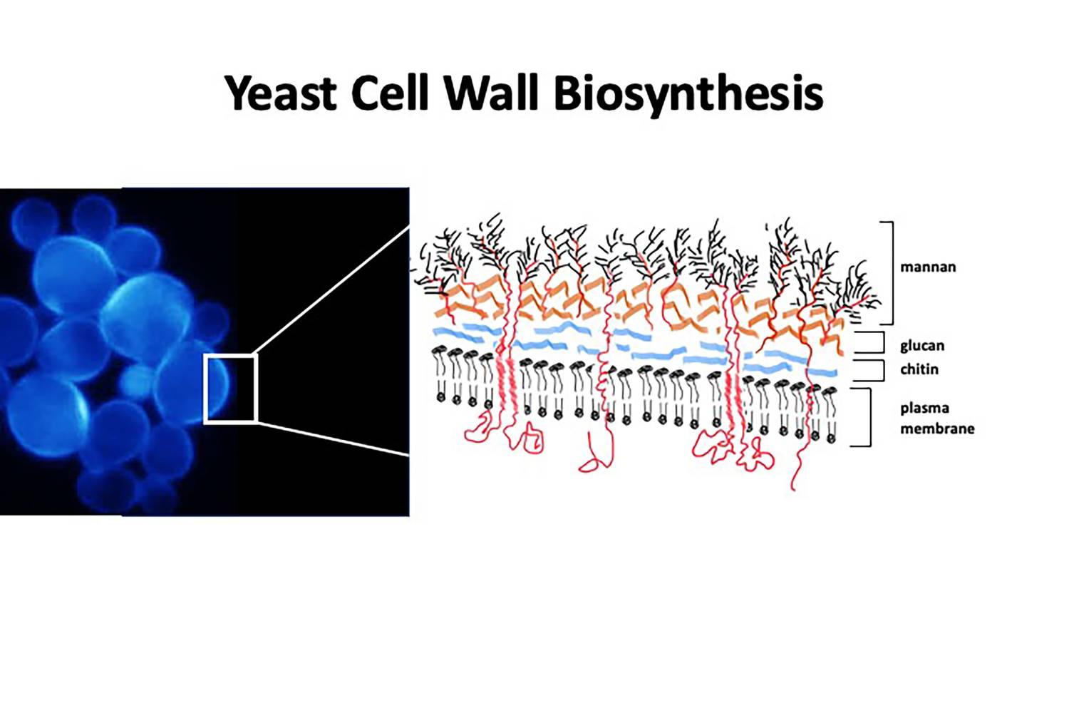 We study protein glycosylation and cell wall biosynthesis in yeast and fungi