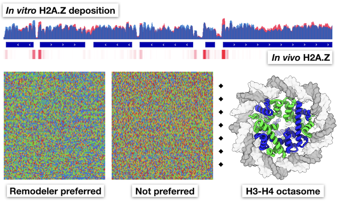 Chromosome biology and genome regulation