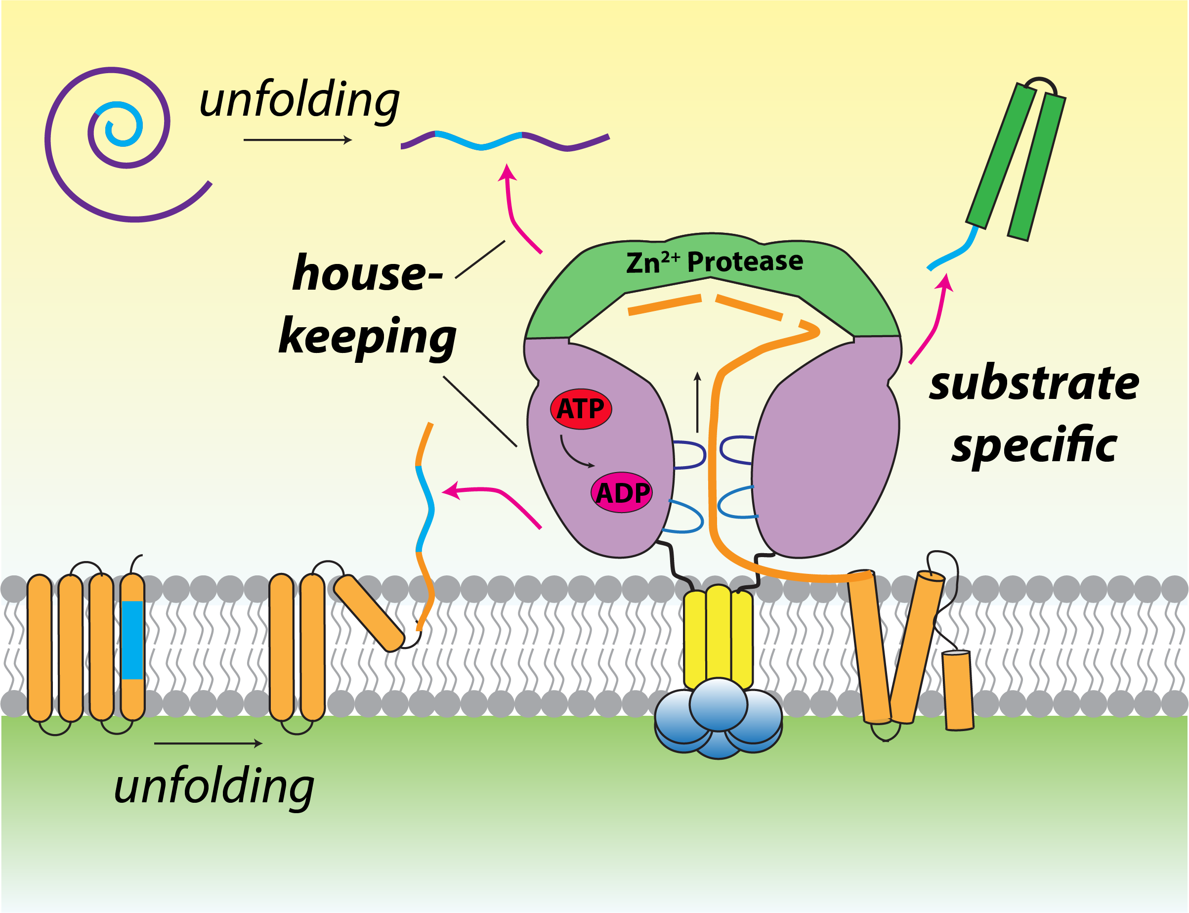 Structure and mechanism of protein-unfolding machines in mitochondria  