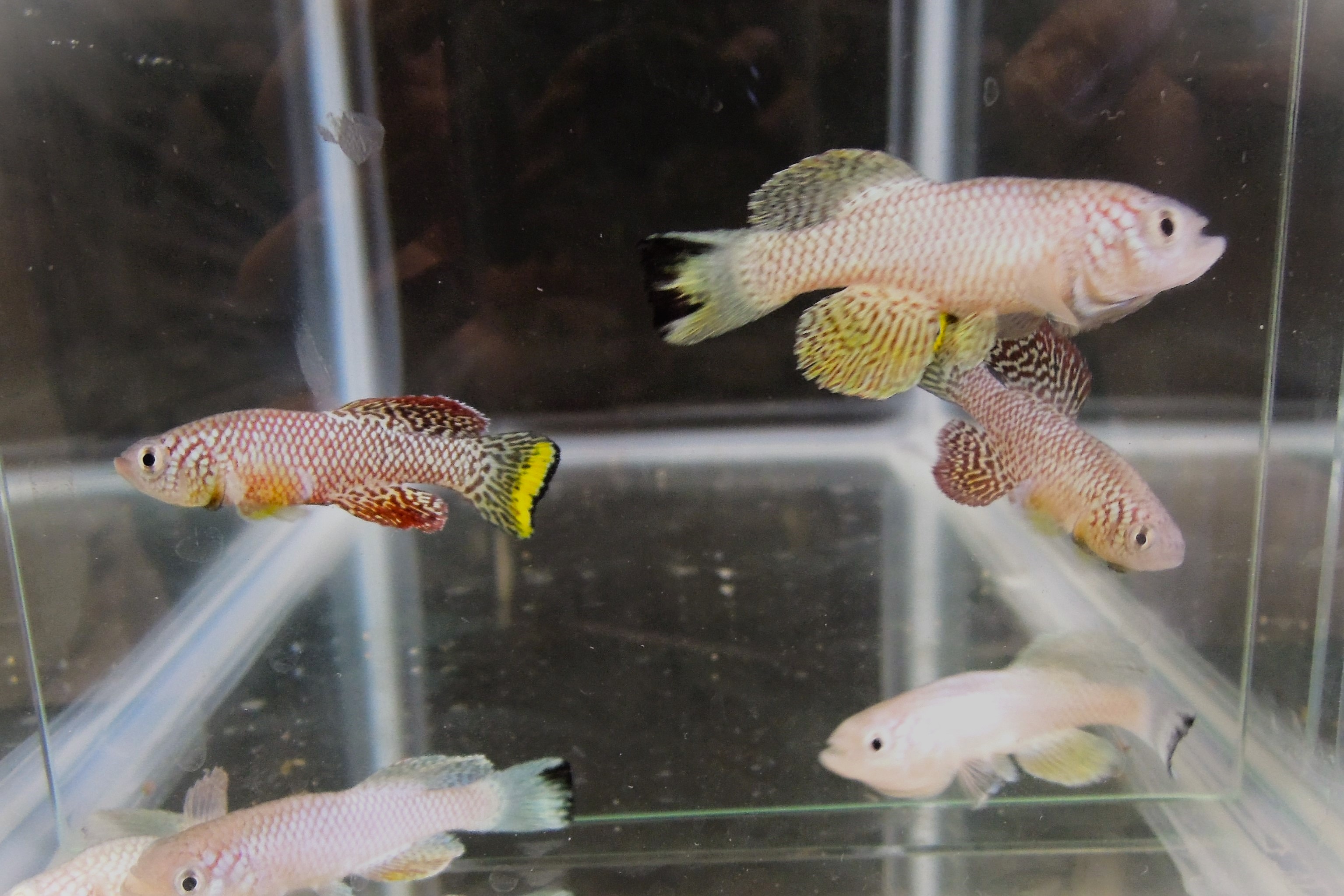 Biology of dormancy during development and aging, with the African killifish as the main research organism