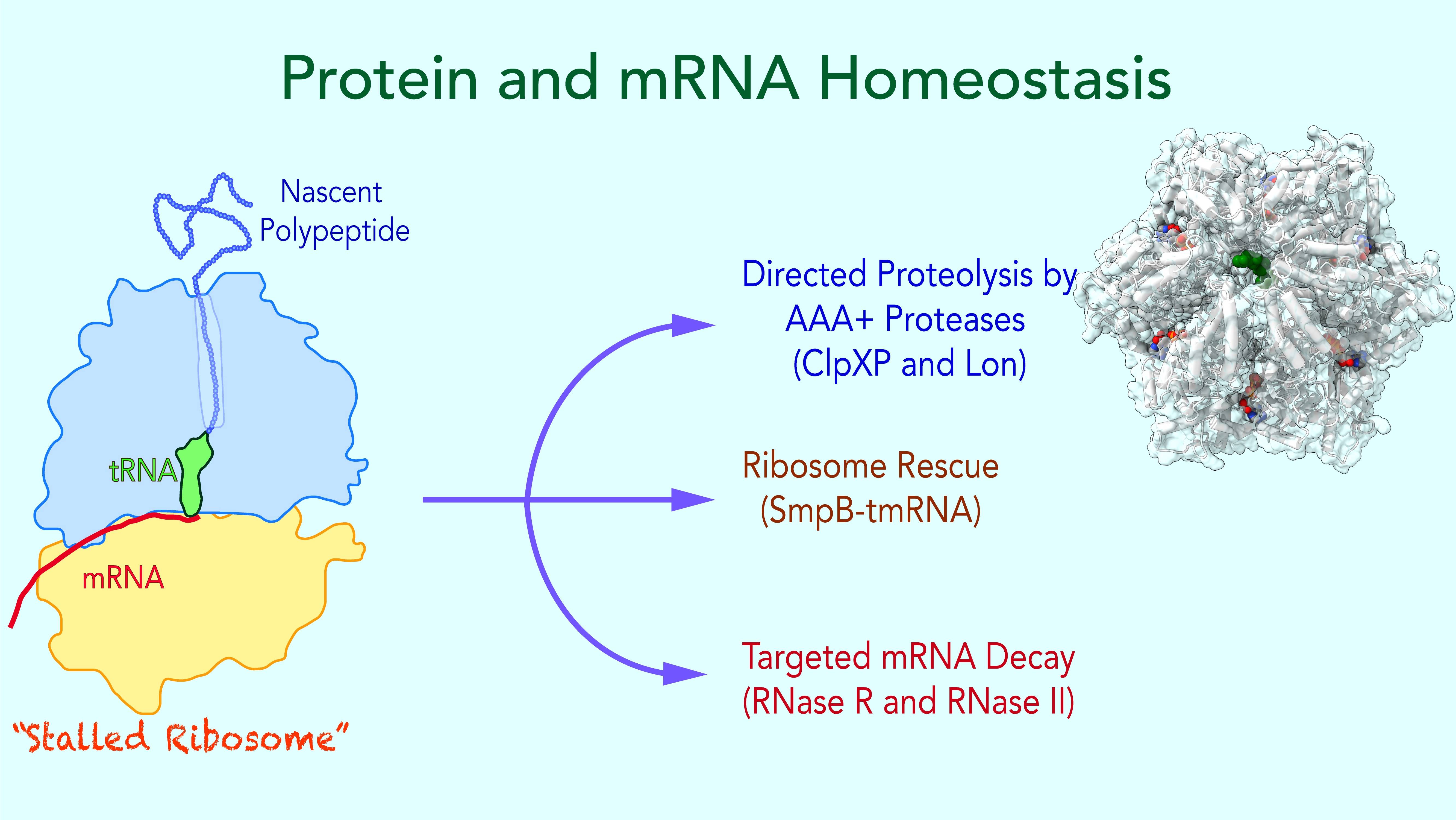 Structure and function of RNA-binding proteins and biochemical studies of the SmpB.tmRNA quality control system