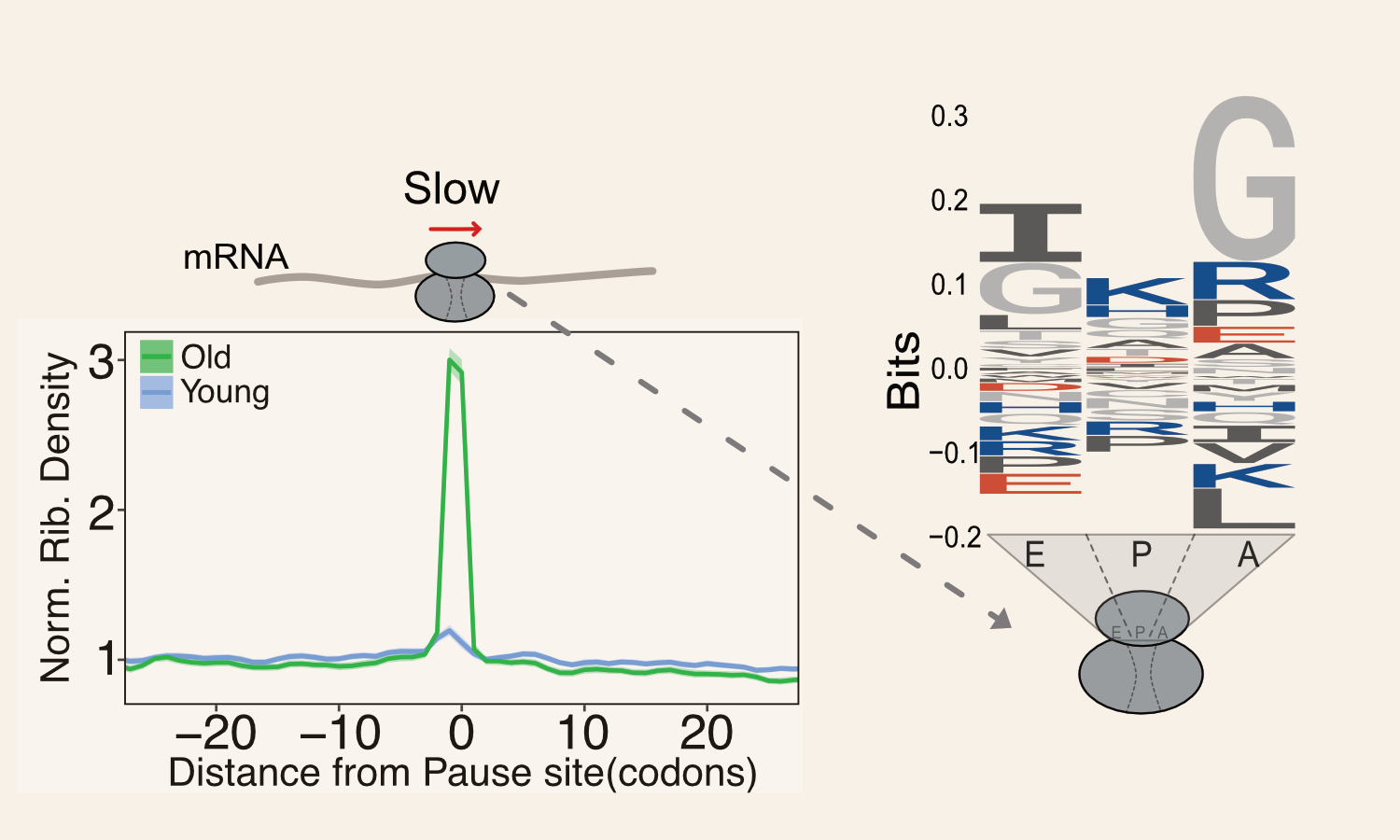 Linking ribosome translation kinetics to protein biogenesis and homeostasis