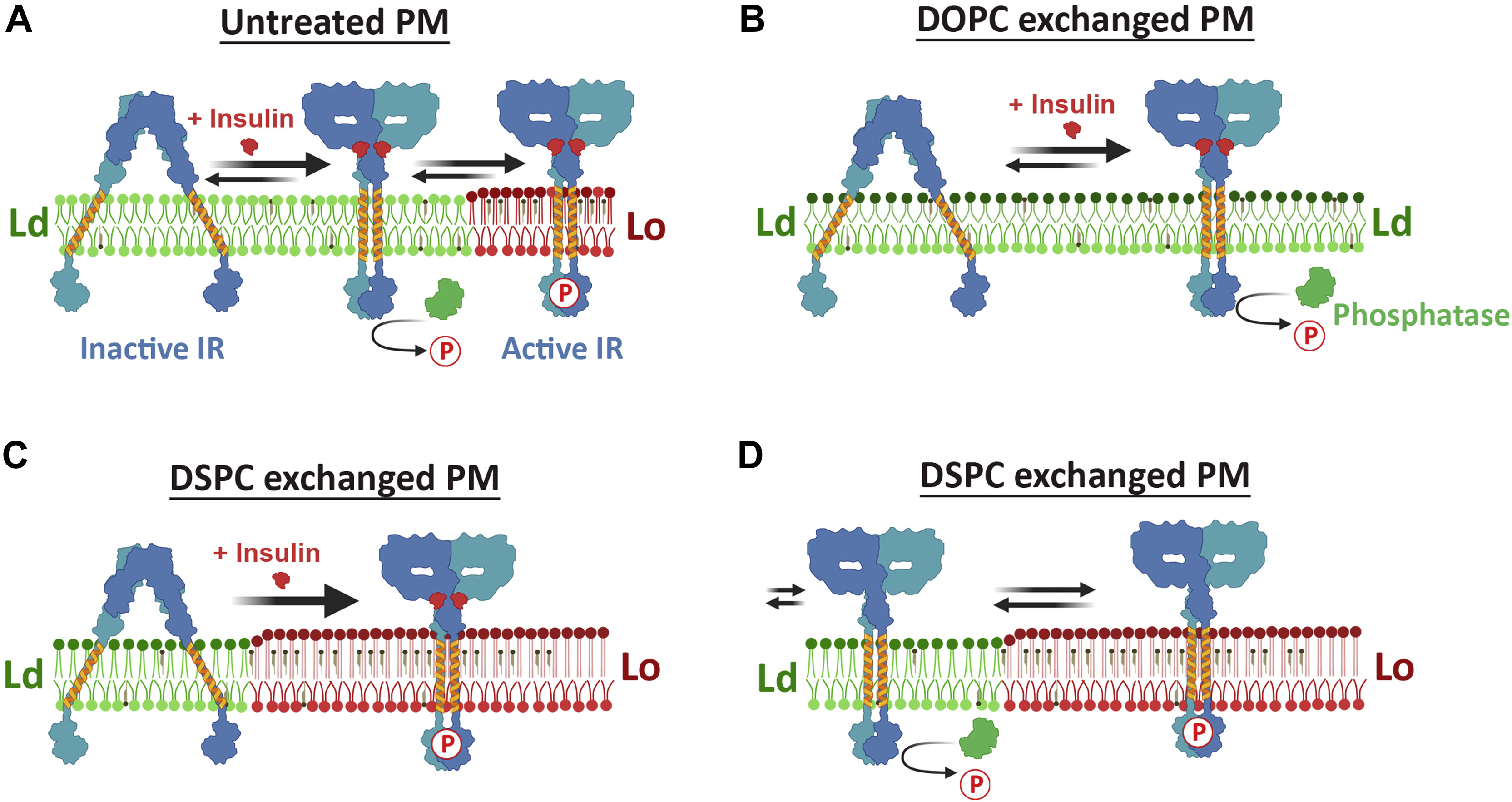 Structure, organization, and function of membrane proteins and membrane lipids