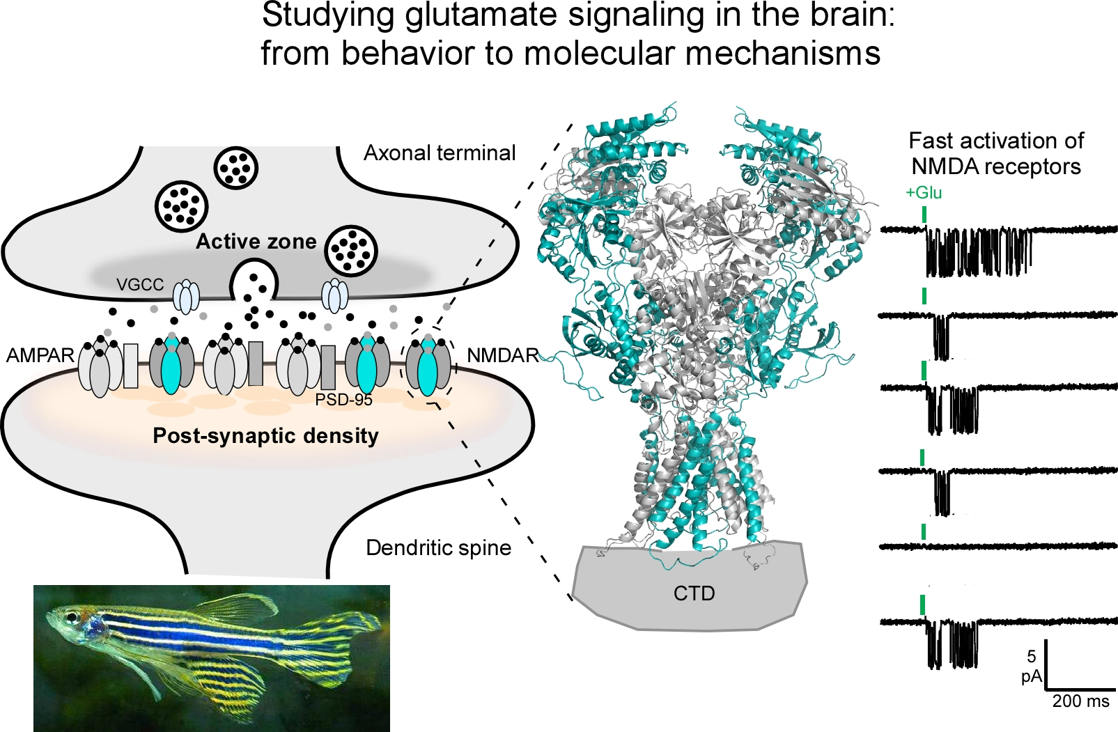 Structural and functional mechanisms underlying the operation of ligand-gated ion channels