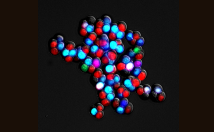 Chromosome behavior in yeast meiosis