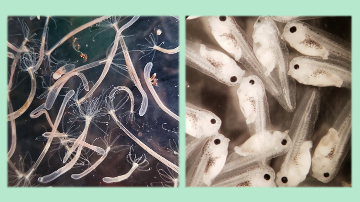 Mechanisms of cell fate determination and embryonic development