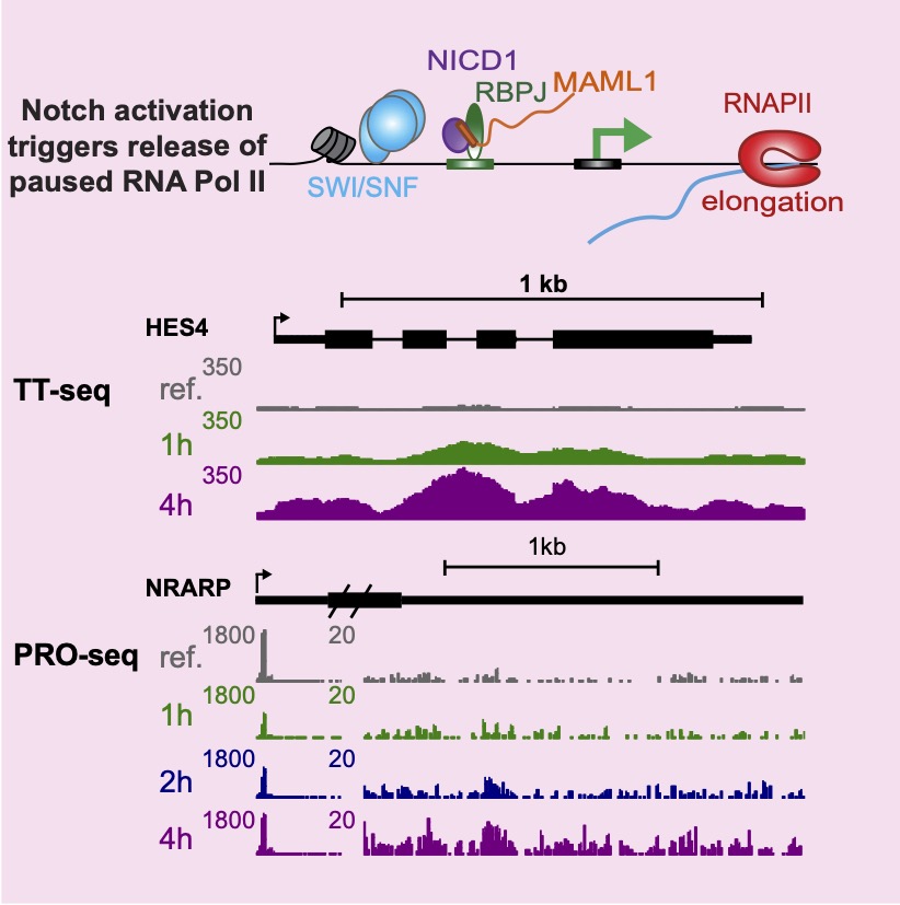 Mechanisms of signal-responsive gene expression