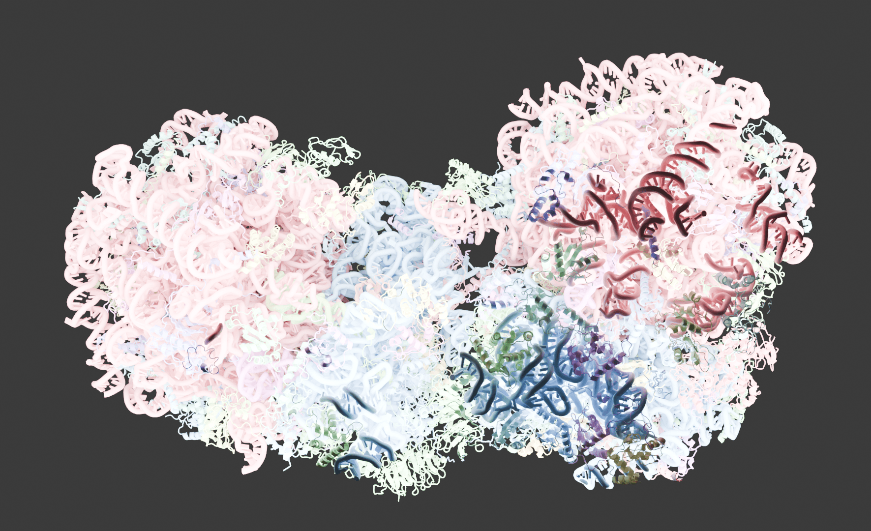 Structure of the collided di-ribosome