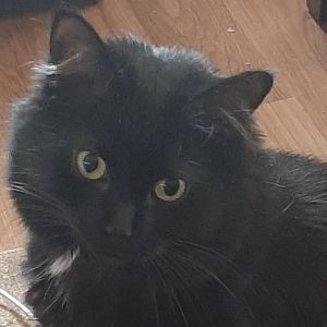 A black cat