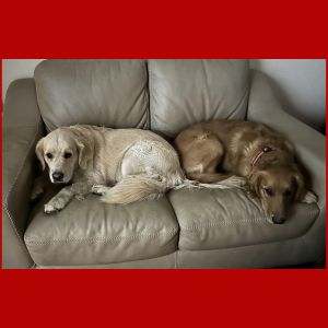Golden retrievers sitting on a couch