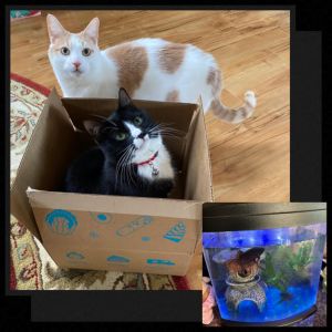 A black and white cat in a box, a white and tan cat standing next to it