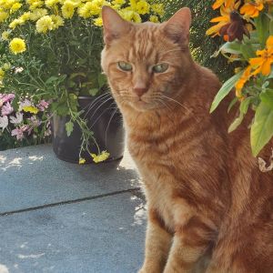A brown tabby cat standing next to flowers