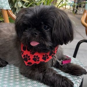 A small black dog wearing a red handkerchief