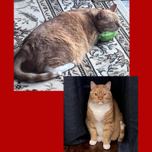 Two cats