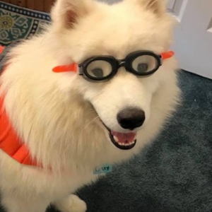 A white fluffy dog wearing goggles