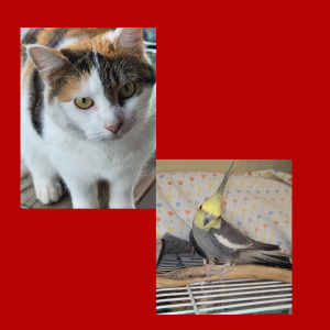 A cat and a parakeet