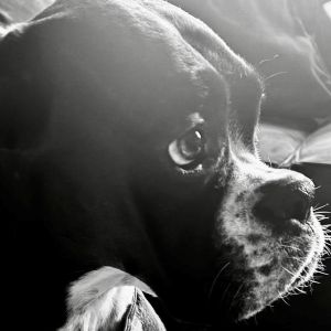 A black and white boxer