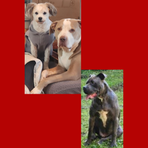 Collage of three dogs 