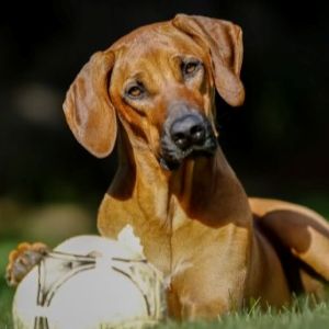 A brown dog with a soccer ball