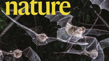 Image of bats 