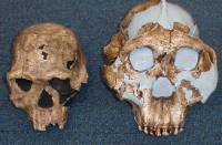 Two different skulls next to each other.