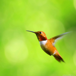 hummingbird in flight decorative image