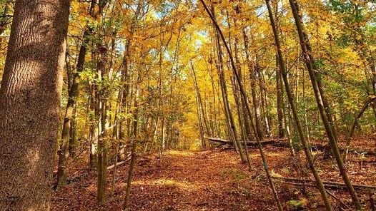 Fall wlak in the woods of ashley schiff