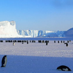 A colony of penguins in the distance with two penguins closer to the front.