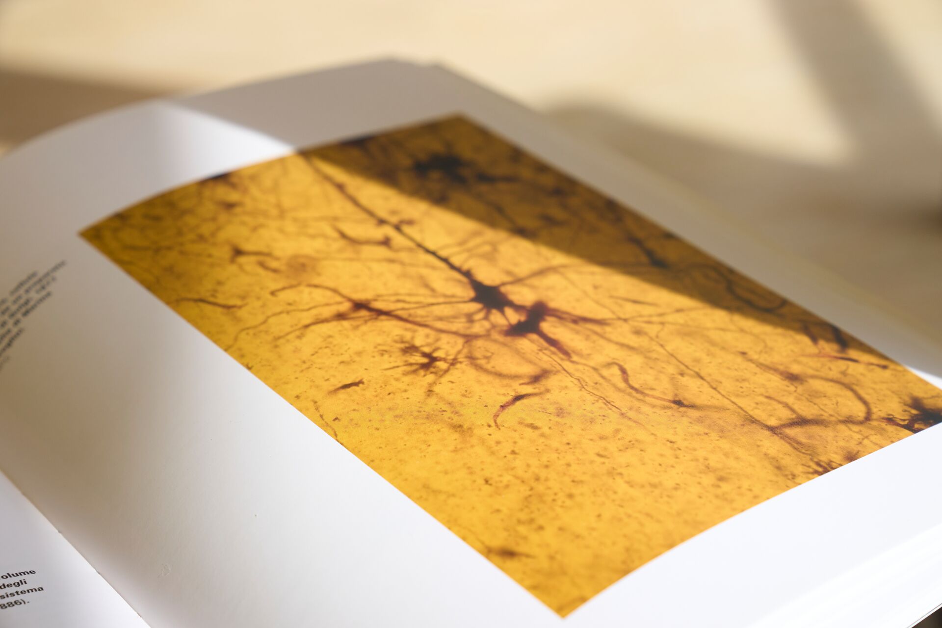 neuron on page of an open book