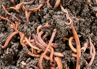 Worms in soil