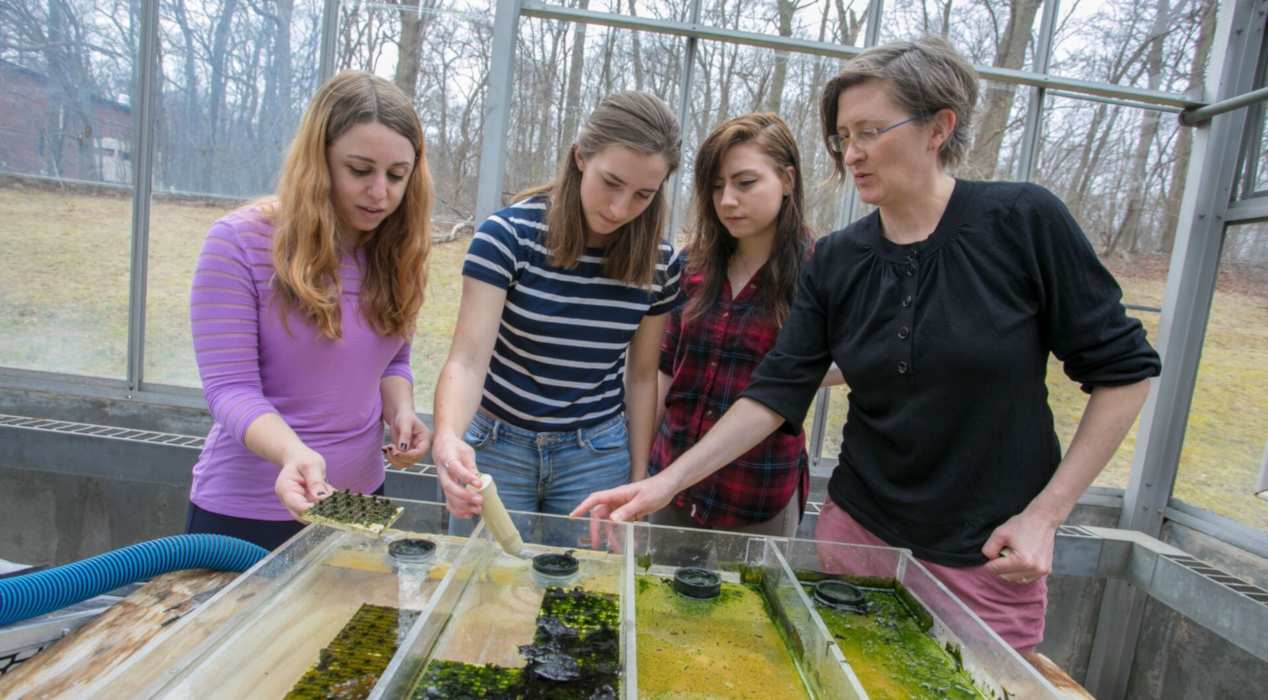 Dr. Kate Aubrecht works with students on an algae research project in the greenhouse