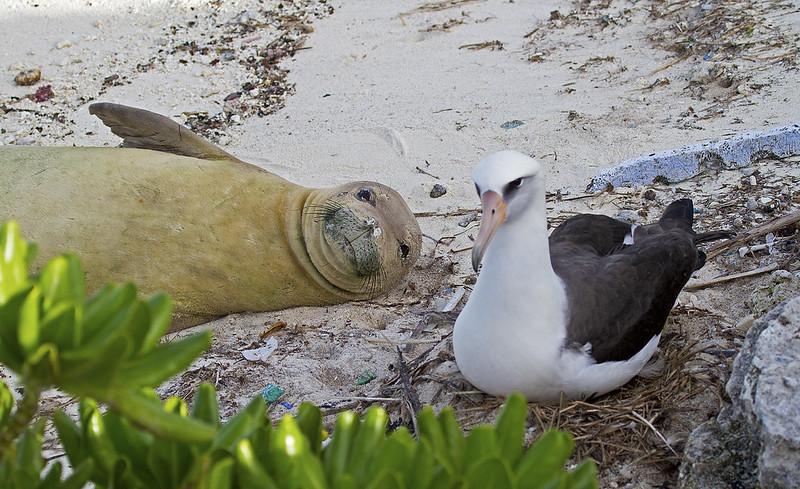 Endangered monk seal and Laysan albatross. Photo credit: Dan Clark/USFWS" by USFWS Pacific is licensed under CC BY-NC 2.0.