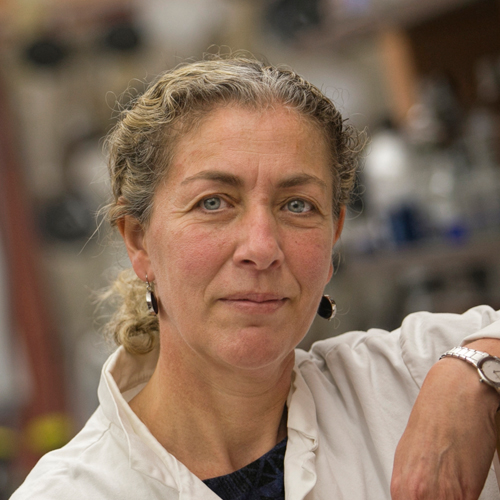 Styliani-Anna E. Tsirka, PhD portrait