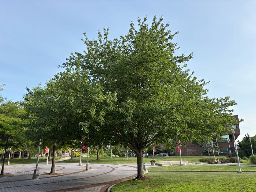 acer rubrum tree in summer