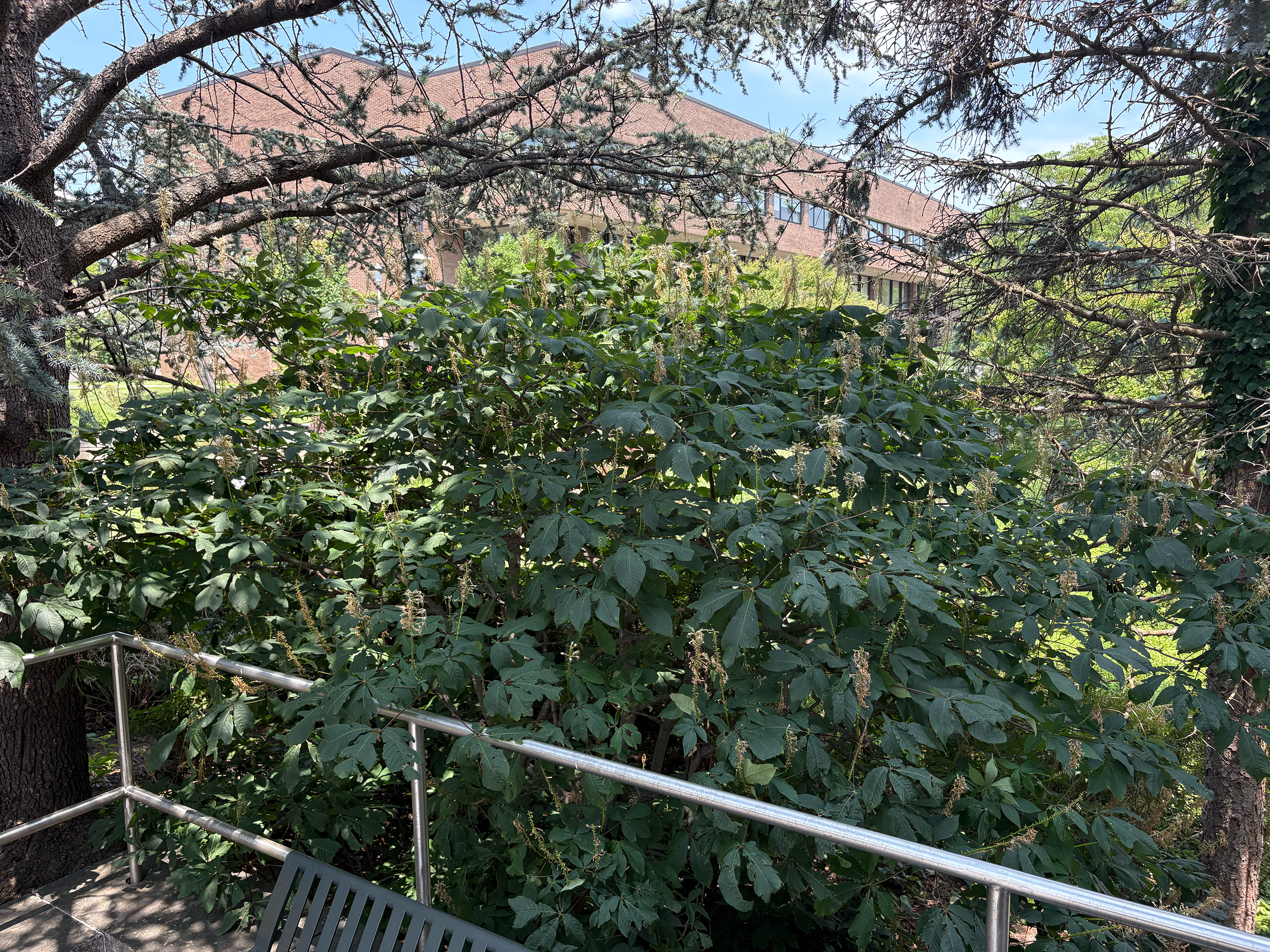 aesculus glaba tree in summer
