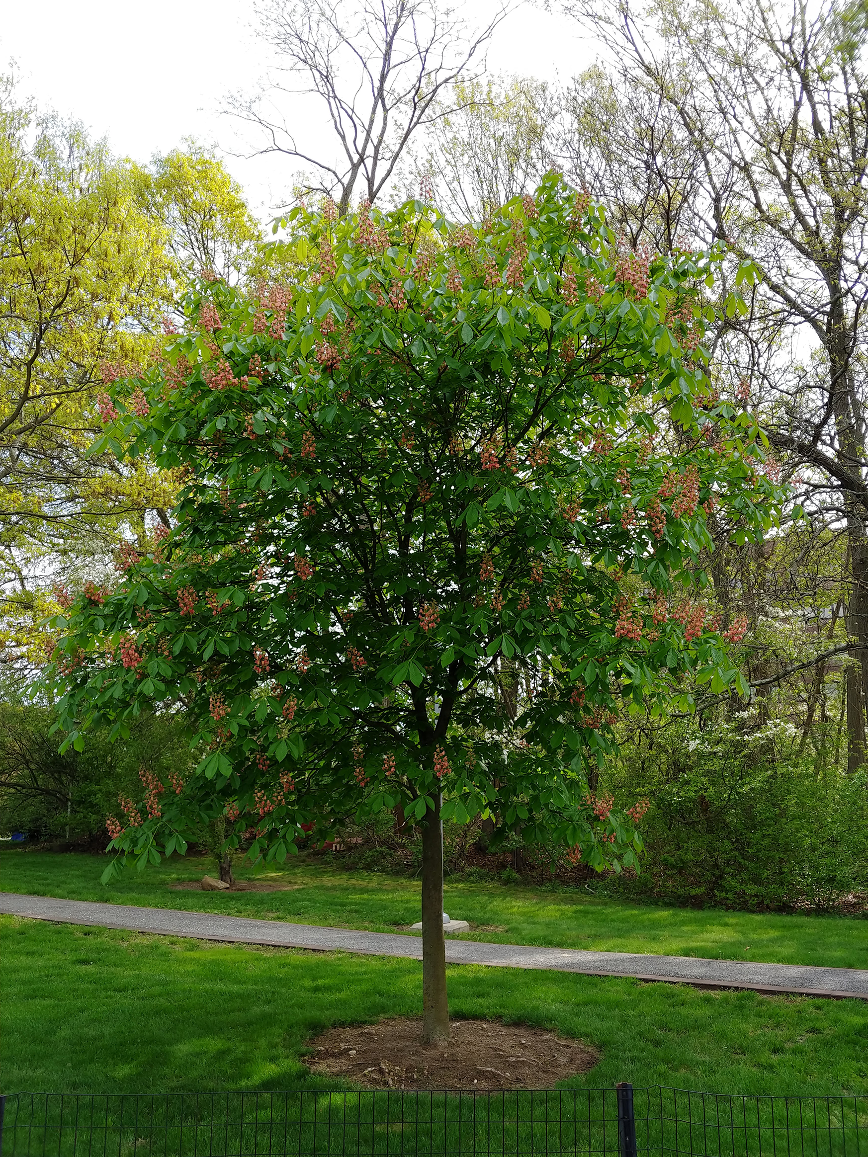 aesculus hippocastanum tree in summer