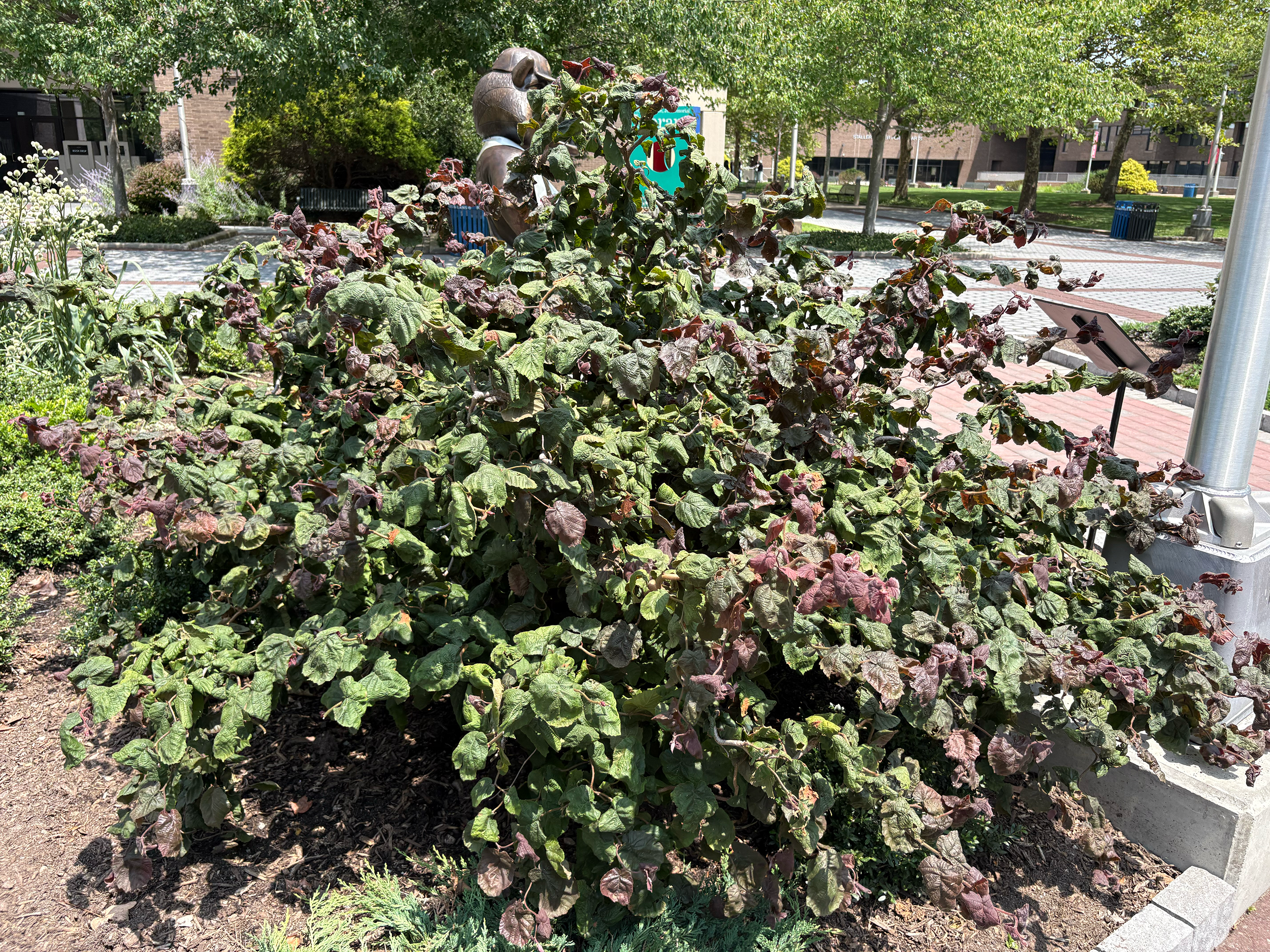 corylus avellana in summer