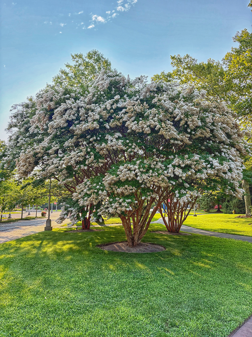 lagerstroemia indica in summer