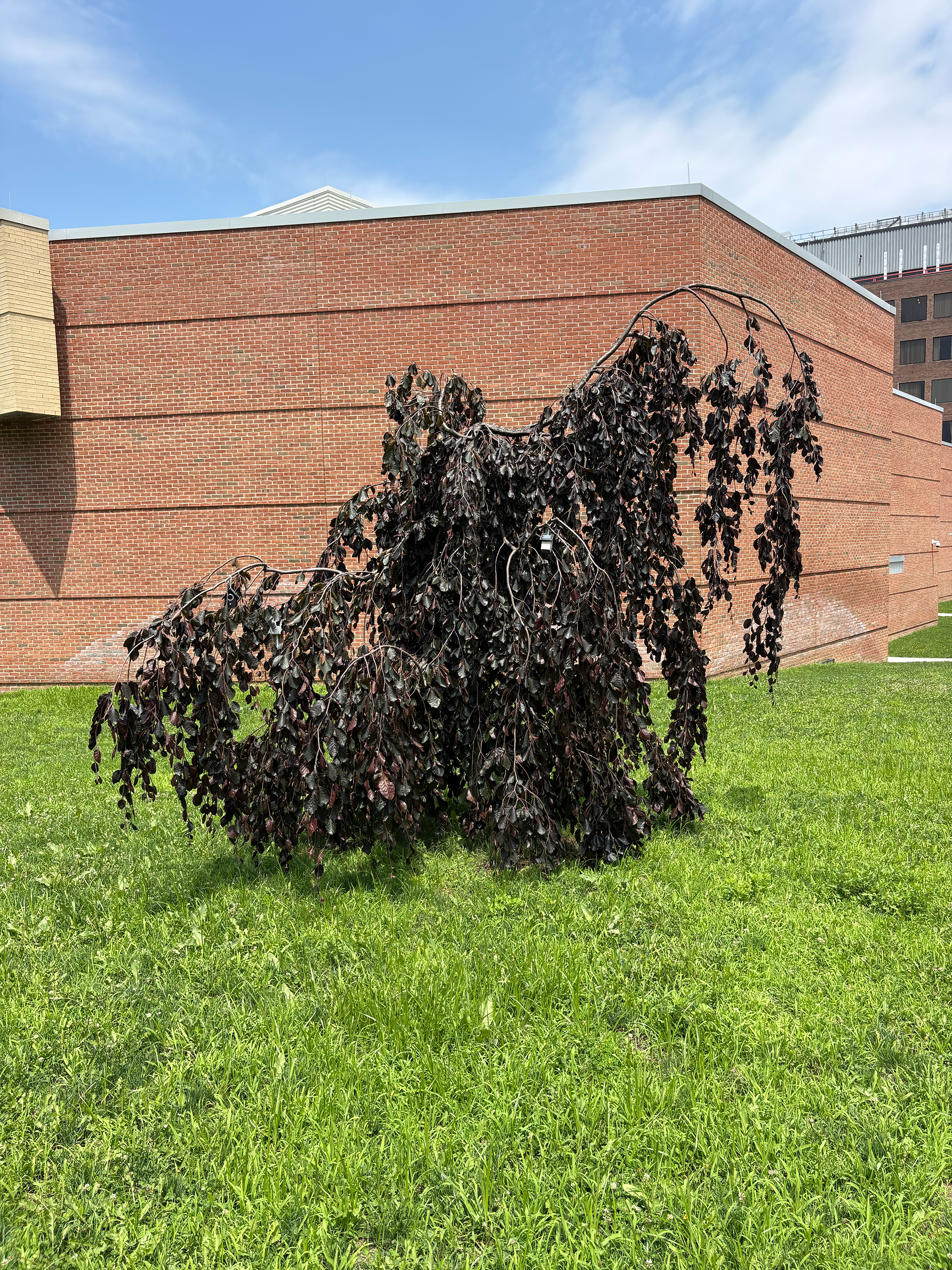 purple fountain tree in summer