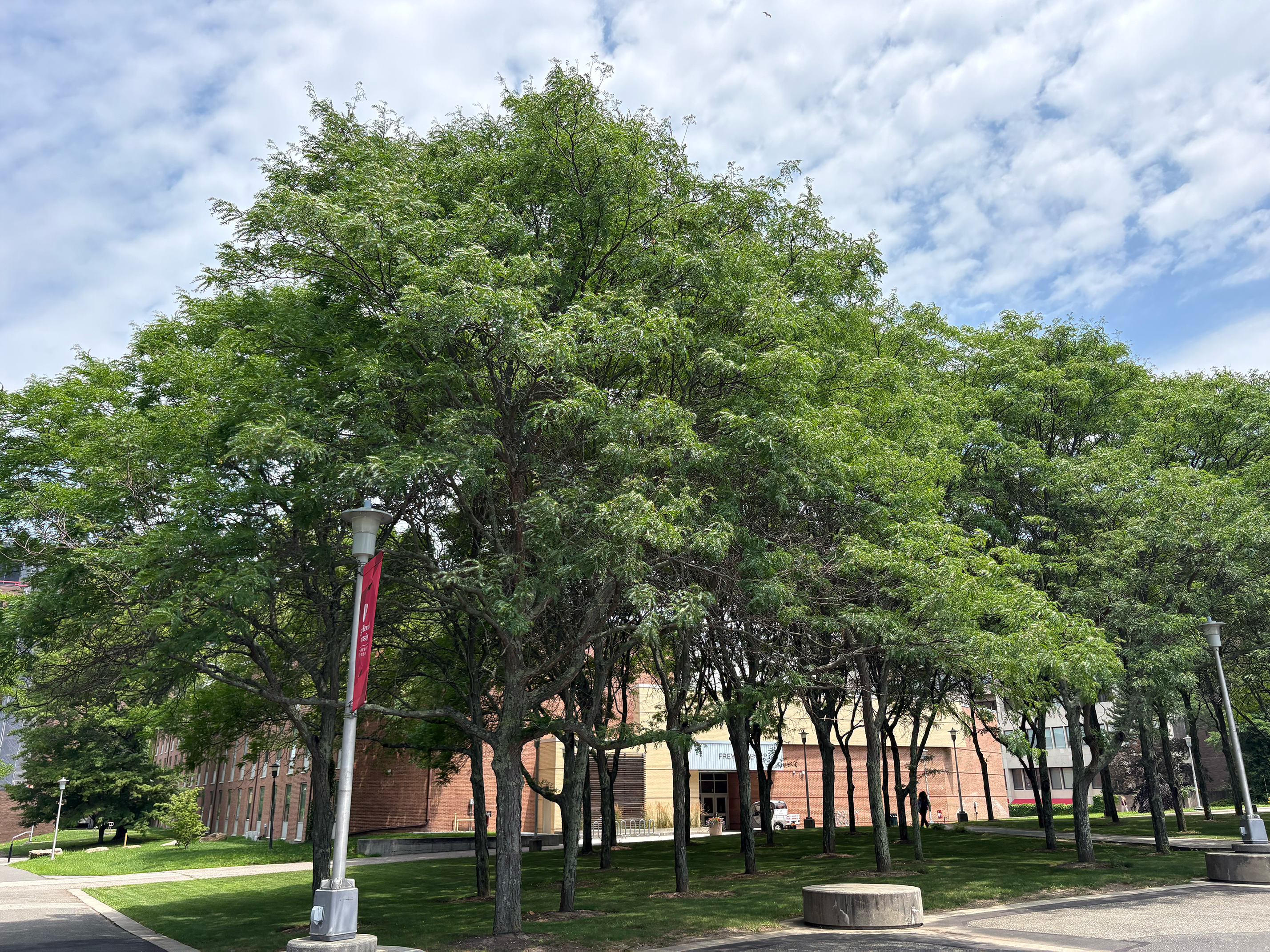 gleditsia tree in summer