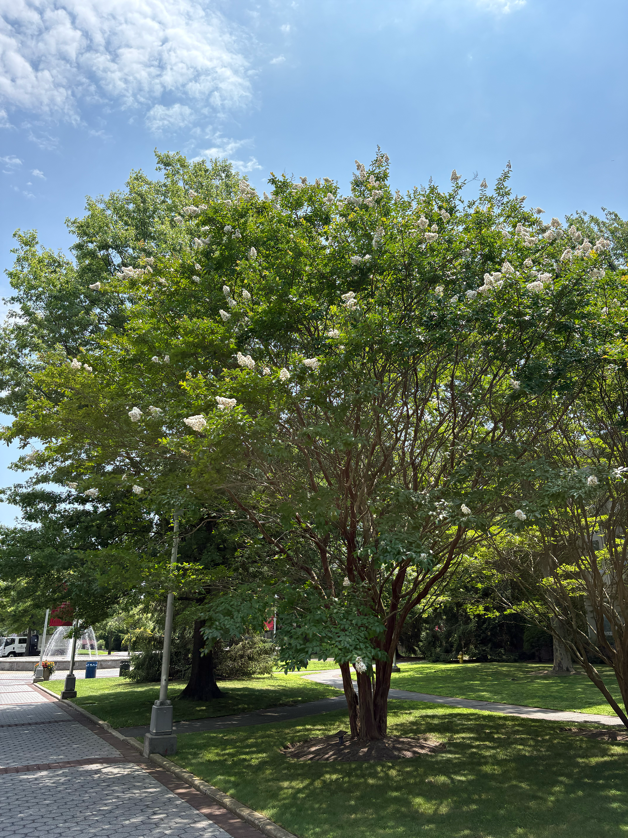 lagerstroemia indica in summer