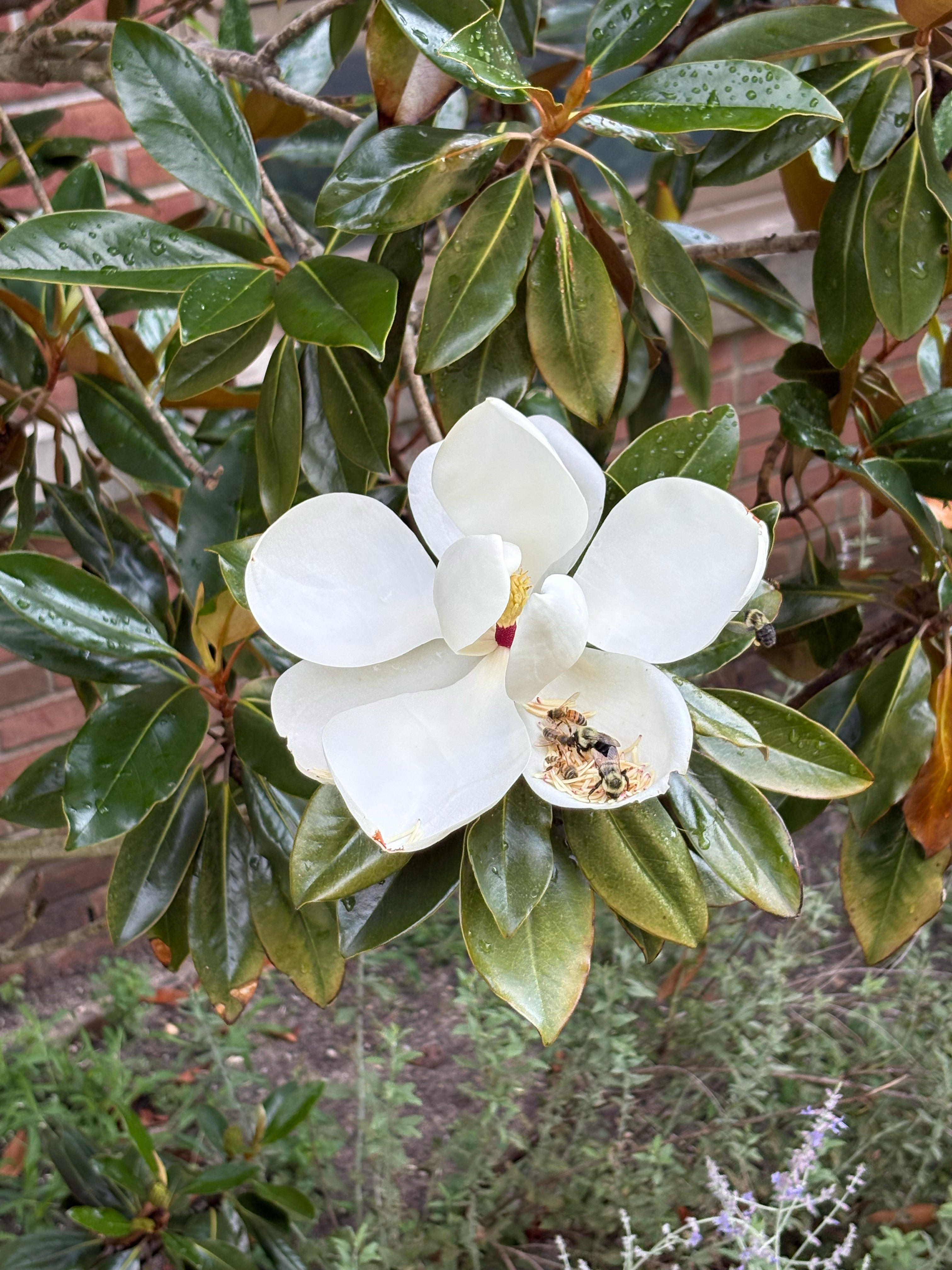 magnolia grandiflora in summer